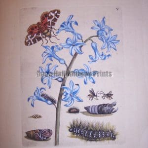 Maria Sybilla merian