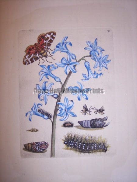 Maria Sybilla merian