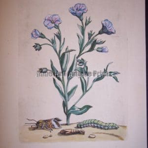 Maria Sybilla merian