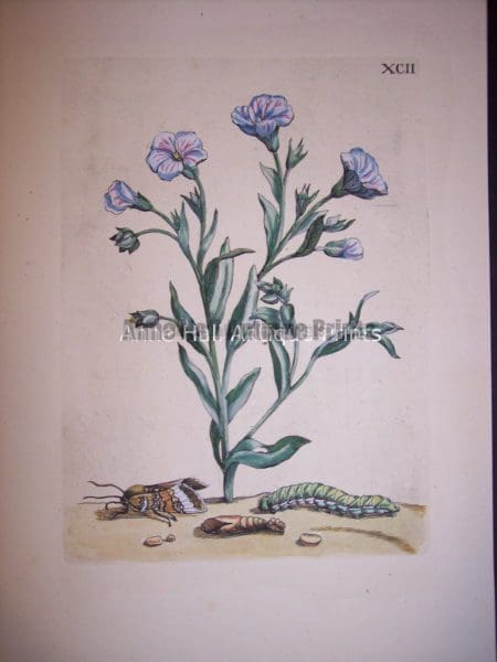 Maria Sybilla merian