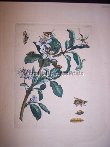 Maria Sybilla merian