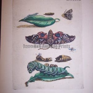 Maria Sybilla merian