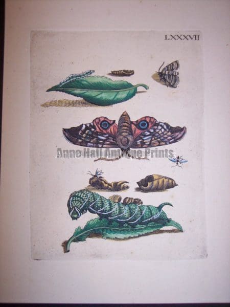 Maria Sybilla merian