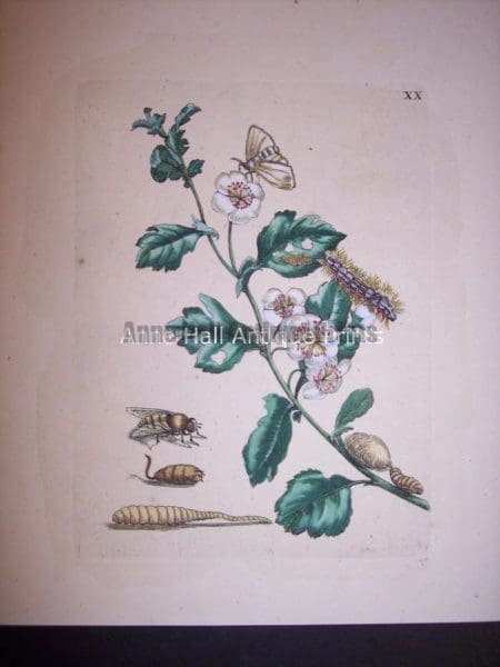 Maria Sybilla merian