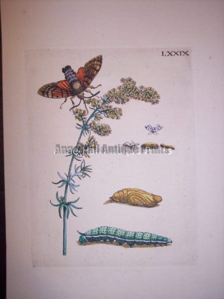 Maria Sybilla merian