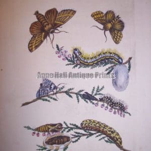 Maria Sybilla merian