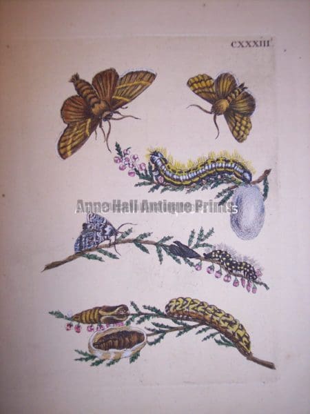 Maria Sybilla merian