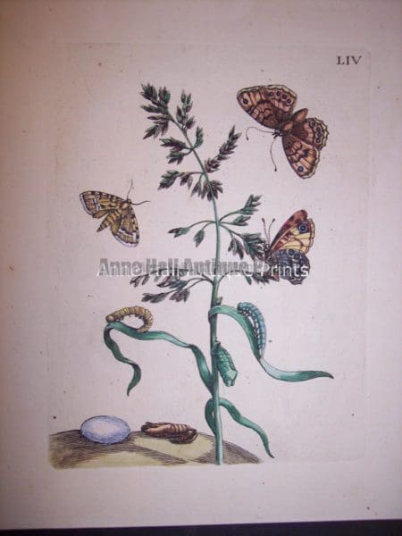 Maria Sybilla merian