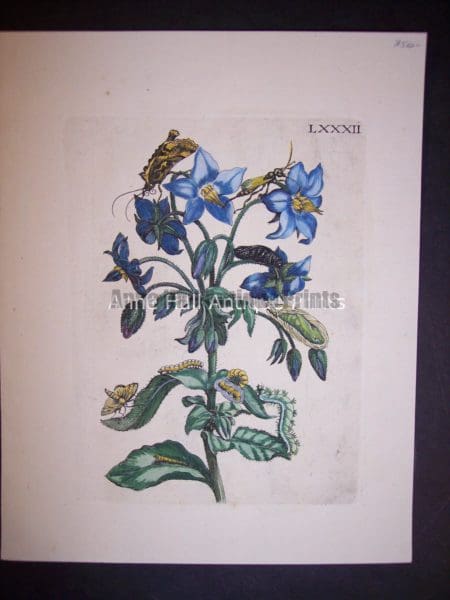 Merian European Insects
