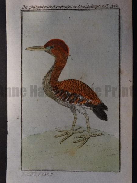 miniature c.1800 Compte de Buffon shore bird engraving