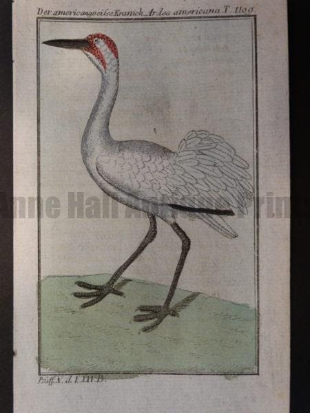 miniature crane heron bird engravings