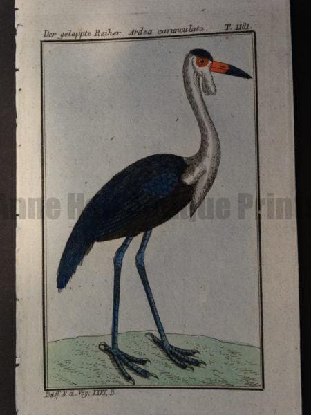 Wattled Crane or Grus carunculata of Africa