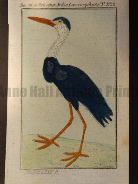 South African Crane Heron white neck grey body
