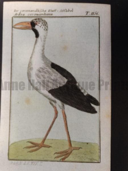 an old world bird genus of Ardea or great herons