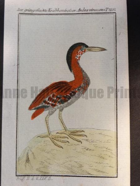 green heron or Butorides virescens in latin nomenclature today