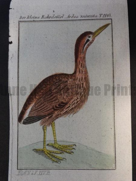 common little bittern is Ixobrychus minutus in todays classification of species