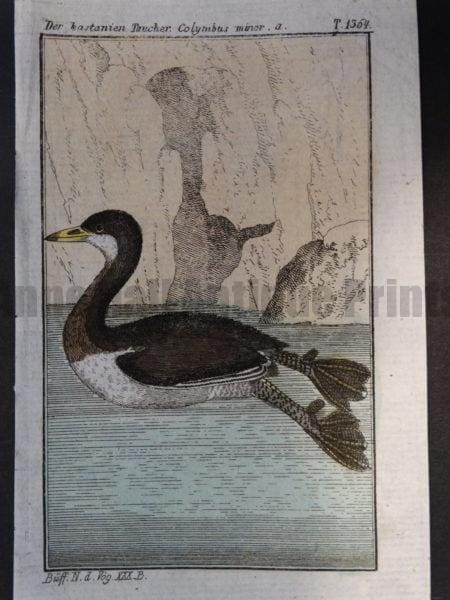 web footed frigatebird, loon or diving birds