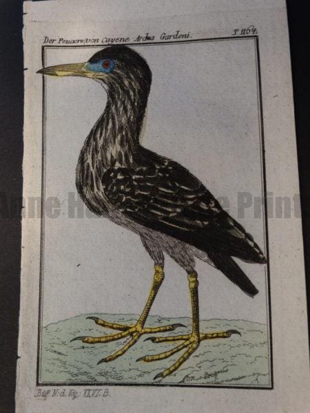 small grey heron miniature engraving