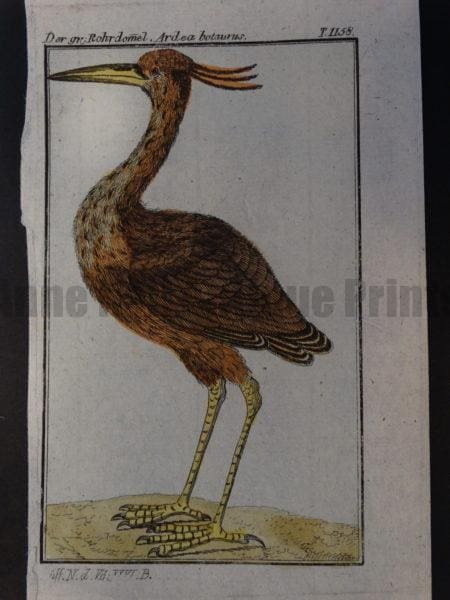 Eurasian bittern or great bittern Botaurus stellaris