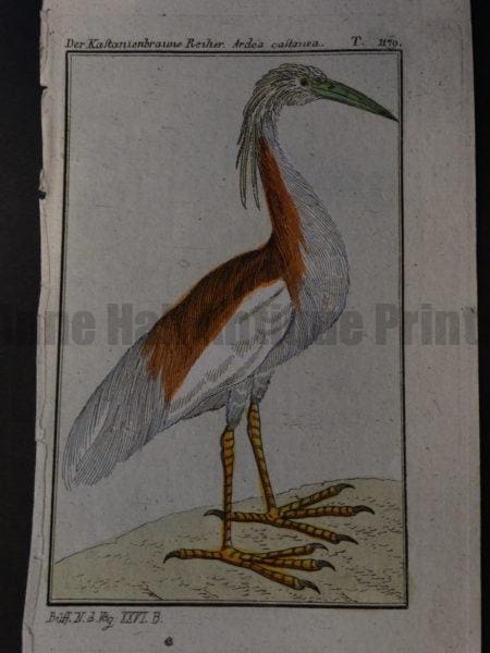 small white and brown or chestnut colored heron