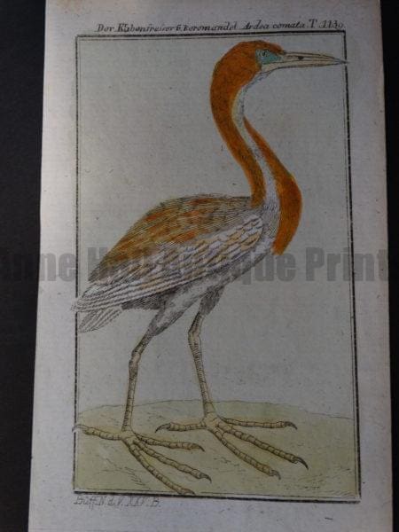 heavy feathered heron old world species