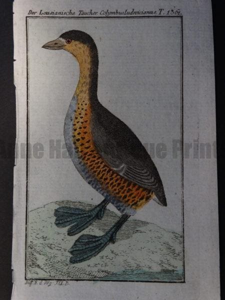 old world species of American loon or diving bird with webbed feet