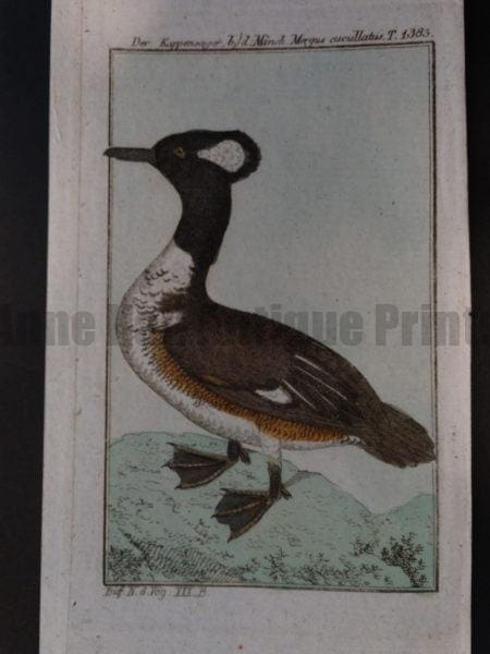 Hooded Merganser small North American duck
