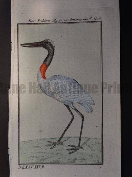 family Ciconiidae of stork wading shore bird 