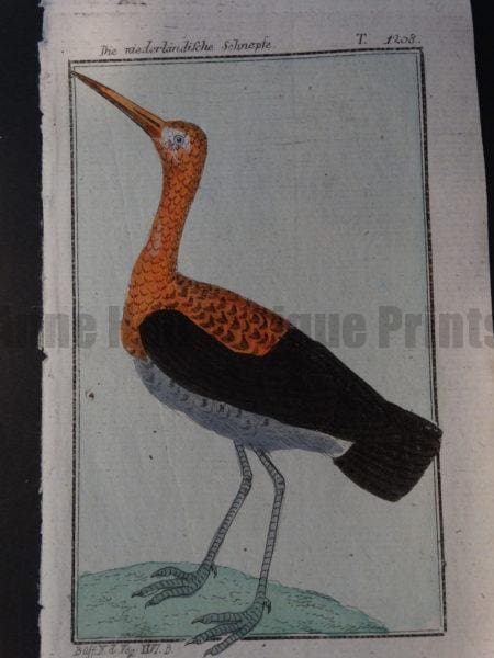 Netherlands Antilles snipe