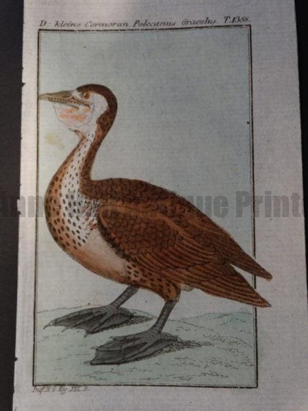 croaking brown pelican