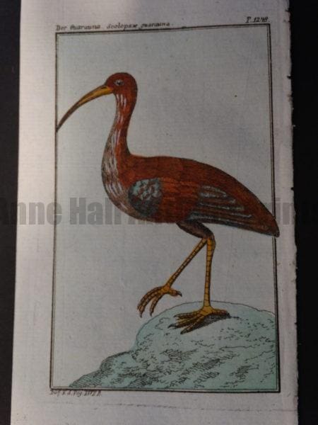 reddish curlew