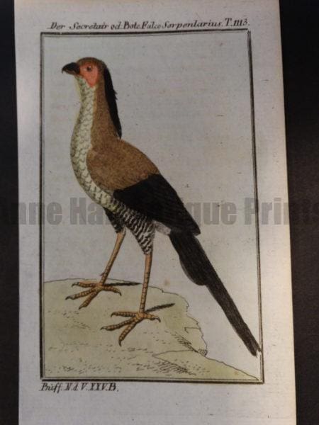 Sagittarius serpentarius, secretarybird of Africa and Sudan