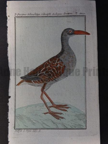 family Scolopacidae or sandpiper