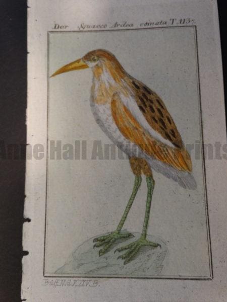 Ardeola ralloides or pond heron