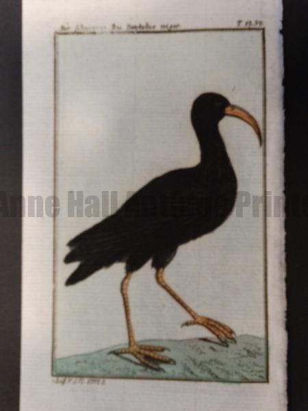old world Black African Curlew or Heron