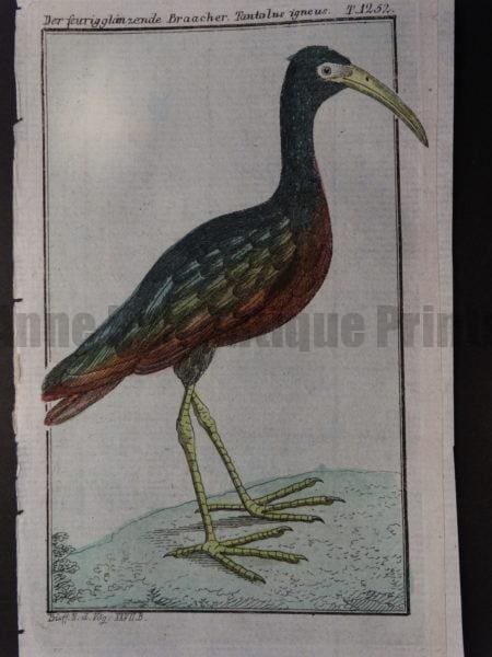 green backed heron of Africa