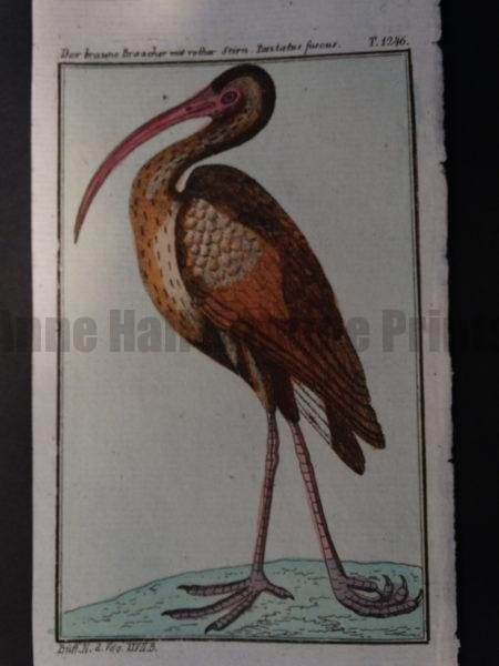 large brown wading bird decurviated bill whimbrel or curlew