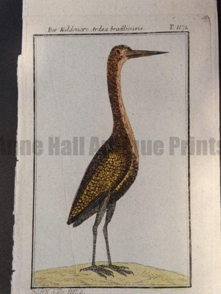 wading birds or brown herons