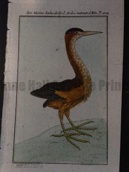 narrow tube necked bittern or similar shore bird