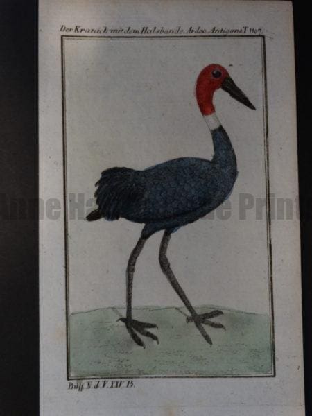 extinct ? crane or heron with white ring around the neck