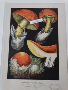 antique mushrooms lithograph