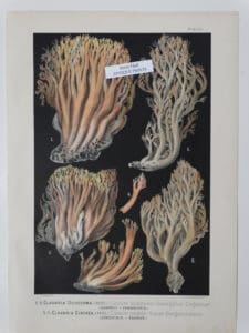 dramatic mushroom artwork