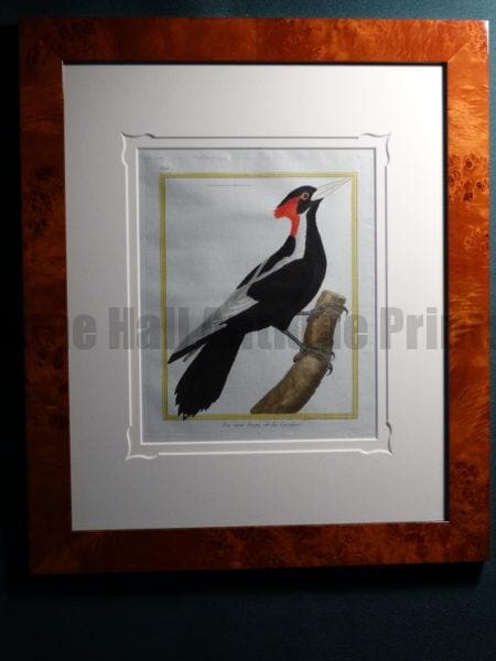 Extraordinary set of framed 18th century hand-colored engravings of Woodpeckers by Martinet.