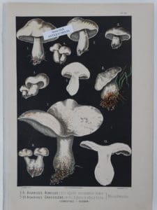 whie mushrooms black backgroun