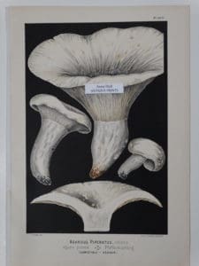 antique mushroom lithograph