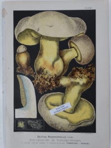 rare mushroom lithograph