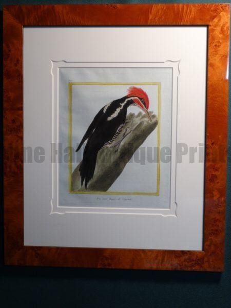 rare antique prints from the 18th century, framed set of woodpecker engravings.