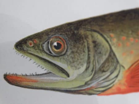 19th century lithographs of trout and salmon. by Sherman Denton. Perfect art with history, for the avid sport fishermen.