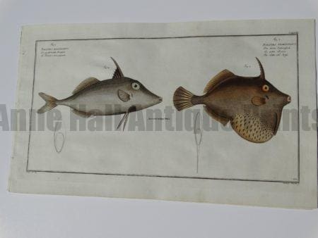 Balistes tomentorsus Old Wife Horn Fish
