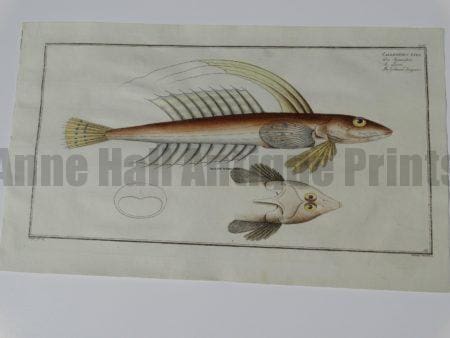 Callionymus Lyra Gammeous Dragonet